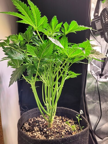 Growreport Bild 29