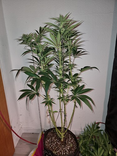 Growreport Bild 7