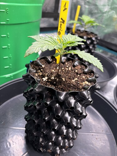 Growreport Bild 42