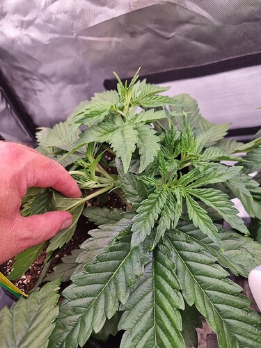 Growreport Bild 1