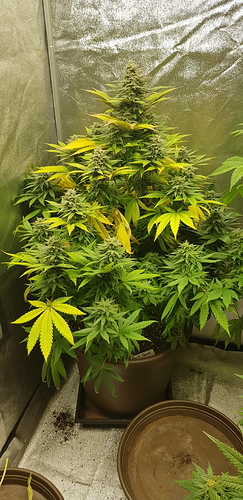 Growreport Bild 5