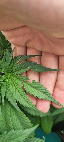 Growreport Bild 4