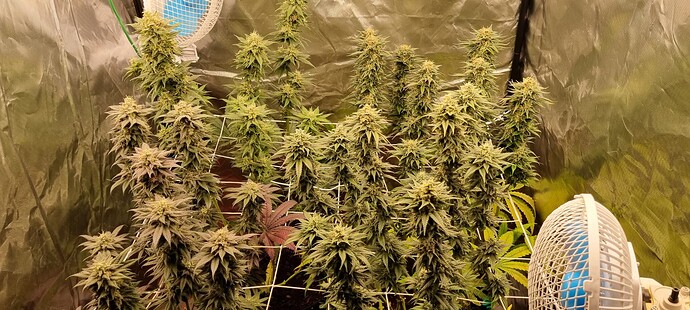 Growreport Bild 77