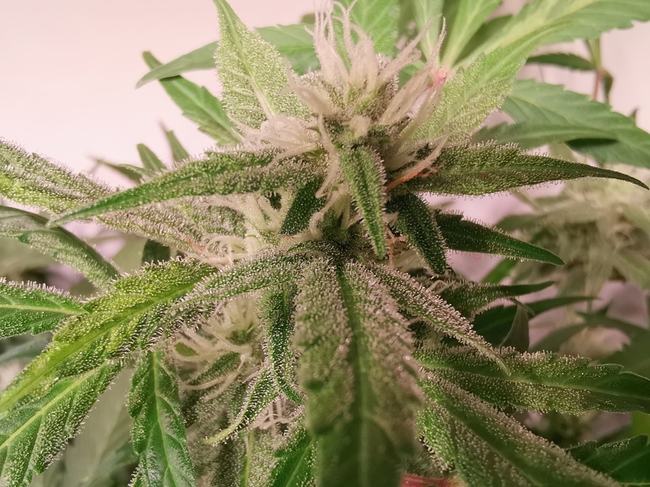 Growreport Bild 13