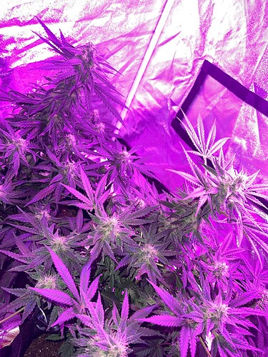 Growreport Bild 2