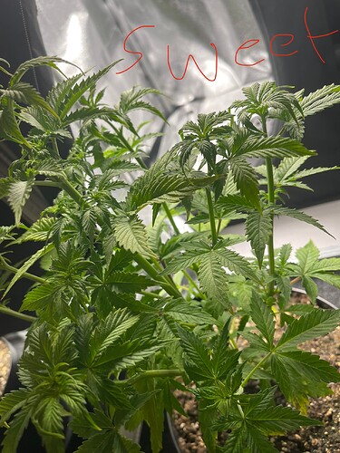 Growreport Bild 31