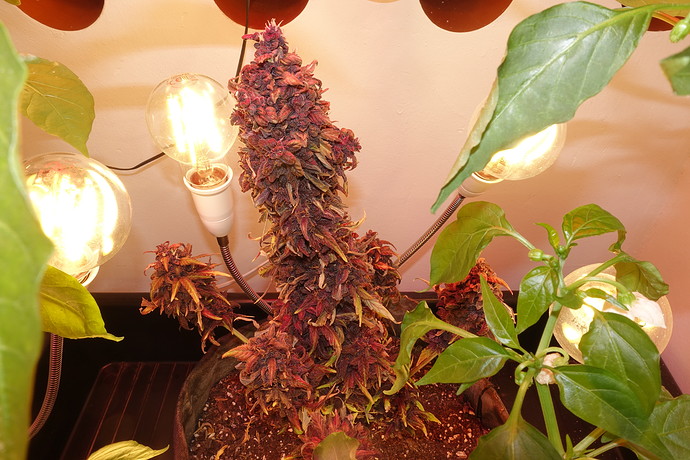 Growreport Bild 9