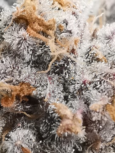Growreport Bild 42