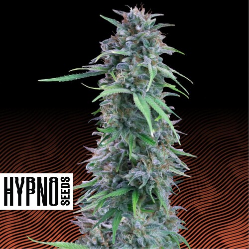 Hypno_Seeds_-_Amerikan_Pie-8230