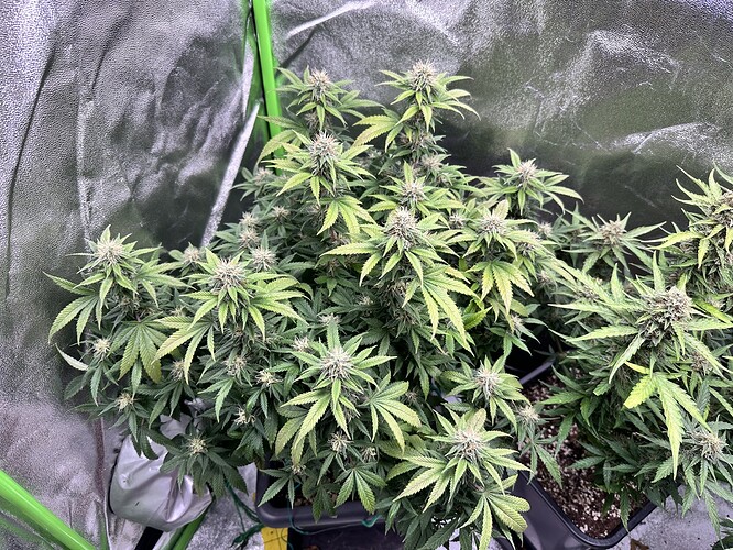 Growreport Bild 15