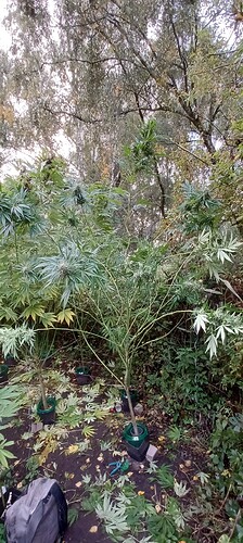Growreport Bild 1