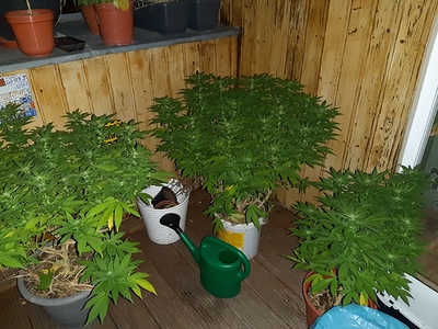 Growreport Bild 7