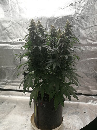 Growreport Bild 1