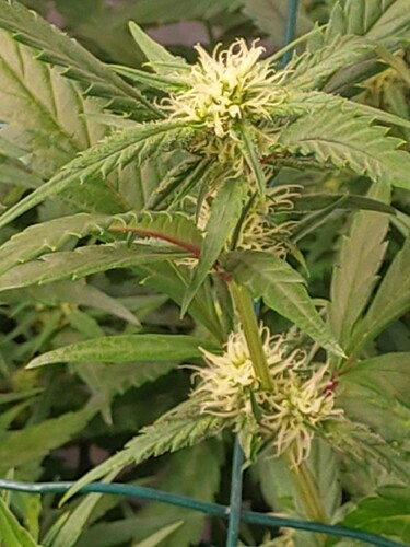 Growreport Bild 14