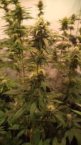 Growreport Bild 14