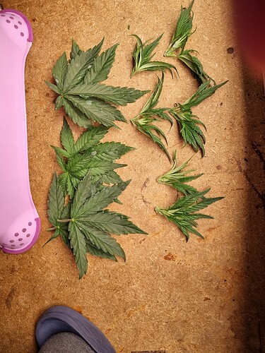 Growreport Bild 20