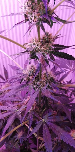 Growreport Bild 6