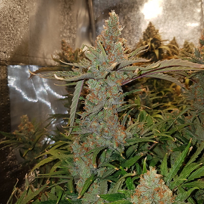 Growreport Bild 4