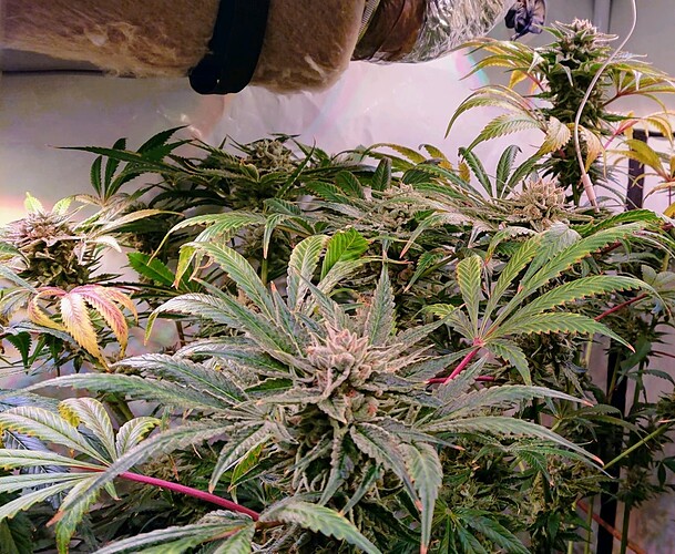 Growreport Bild 14
