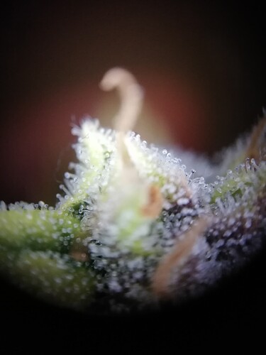 GG#1_240108-3
