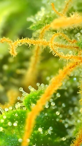 Growreport Bild 7