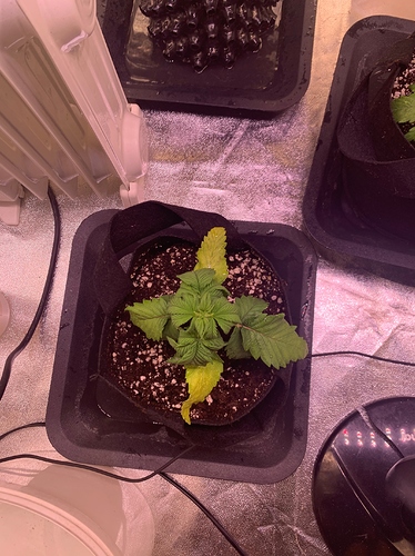 Growreport Bild 16