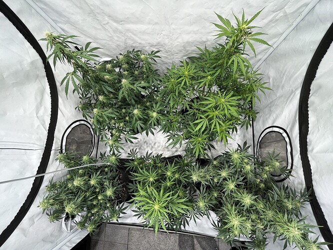 Growreport Bild 35