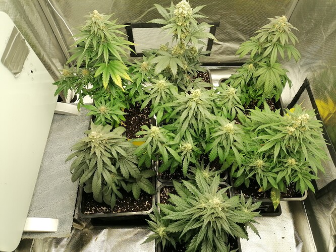 Growreport Bild 6