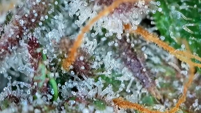 Growreport Bild 11