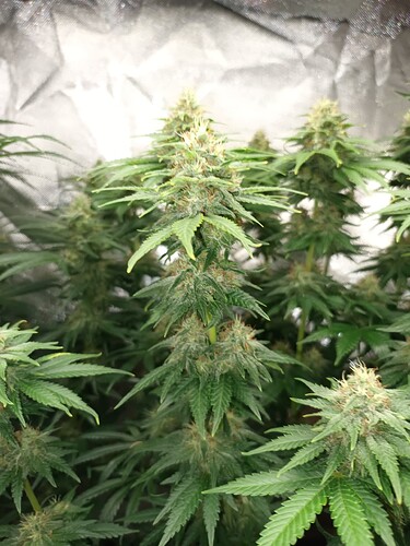 Growreport Bild 8