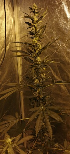 Screenshot_20210914_134419_com.android.gallery3d