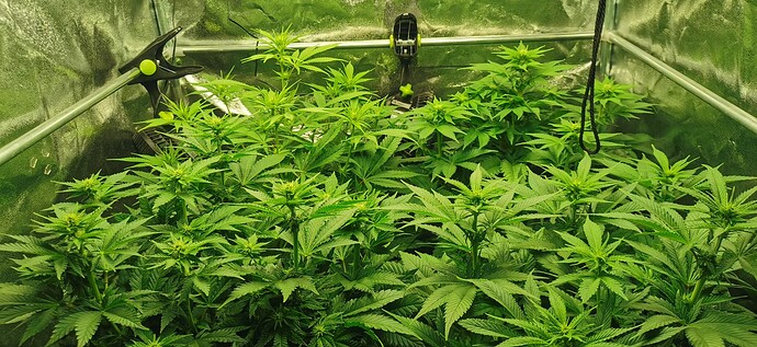 Growreport Bild 53