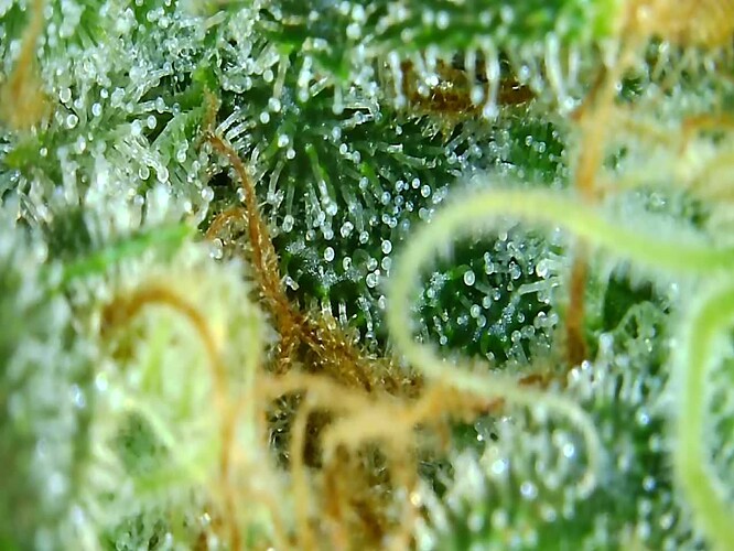 Growreport Bild 11