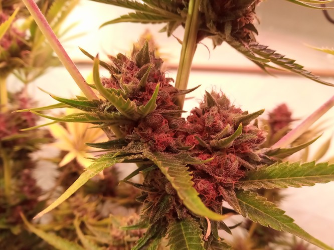 Growreport Bild 11