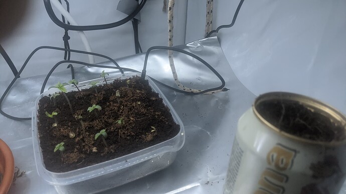 IMG_20240116_004616_553