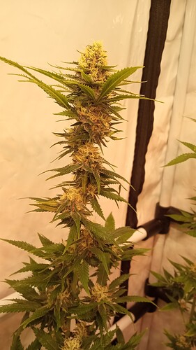 Growreport Bild 9