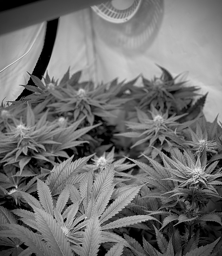 Growreport Bild 8