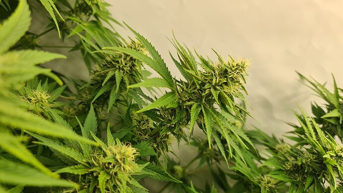 Growreport Bild 5