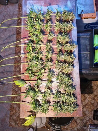 Growreport Bild 48