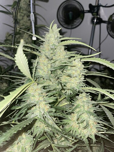 Growreport Bild 6