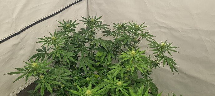 Growreport Bild 2