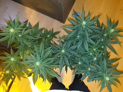 Growreport Bild 11