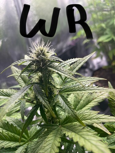 Growreport Bild 7