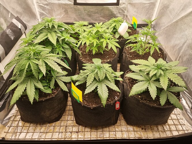 Growreport Bild 30