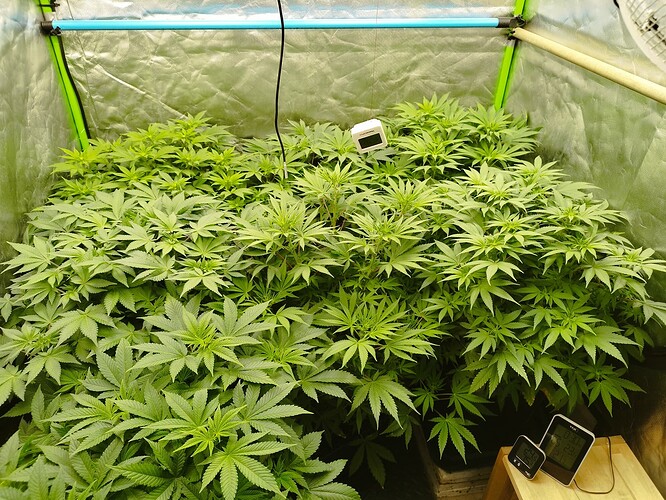 Growreport Bild 5