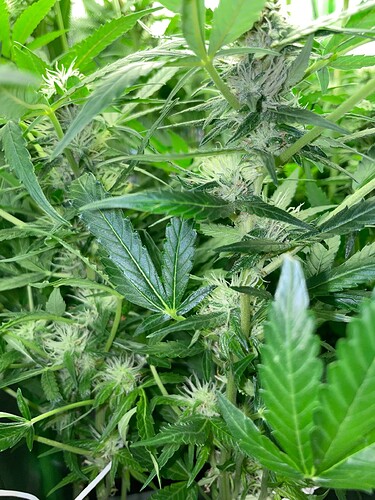 Growreport Bild 1