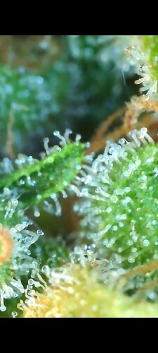 Growreport Bild 37