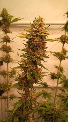 Growreport Bild 8