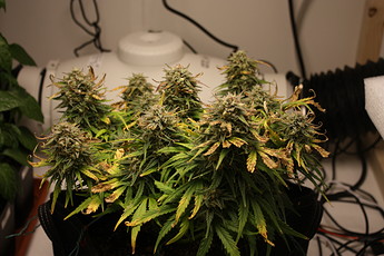Growreport Bild 4