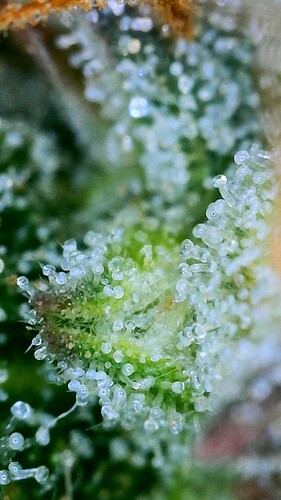trichome2 - 3